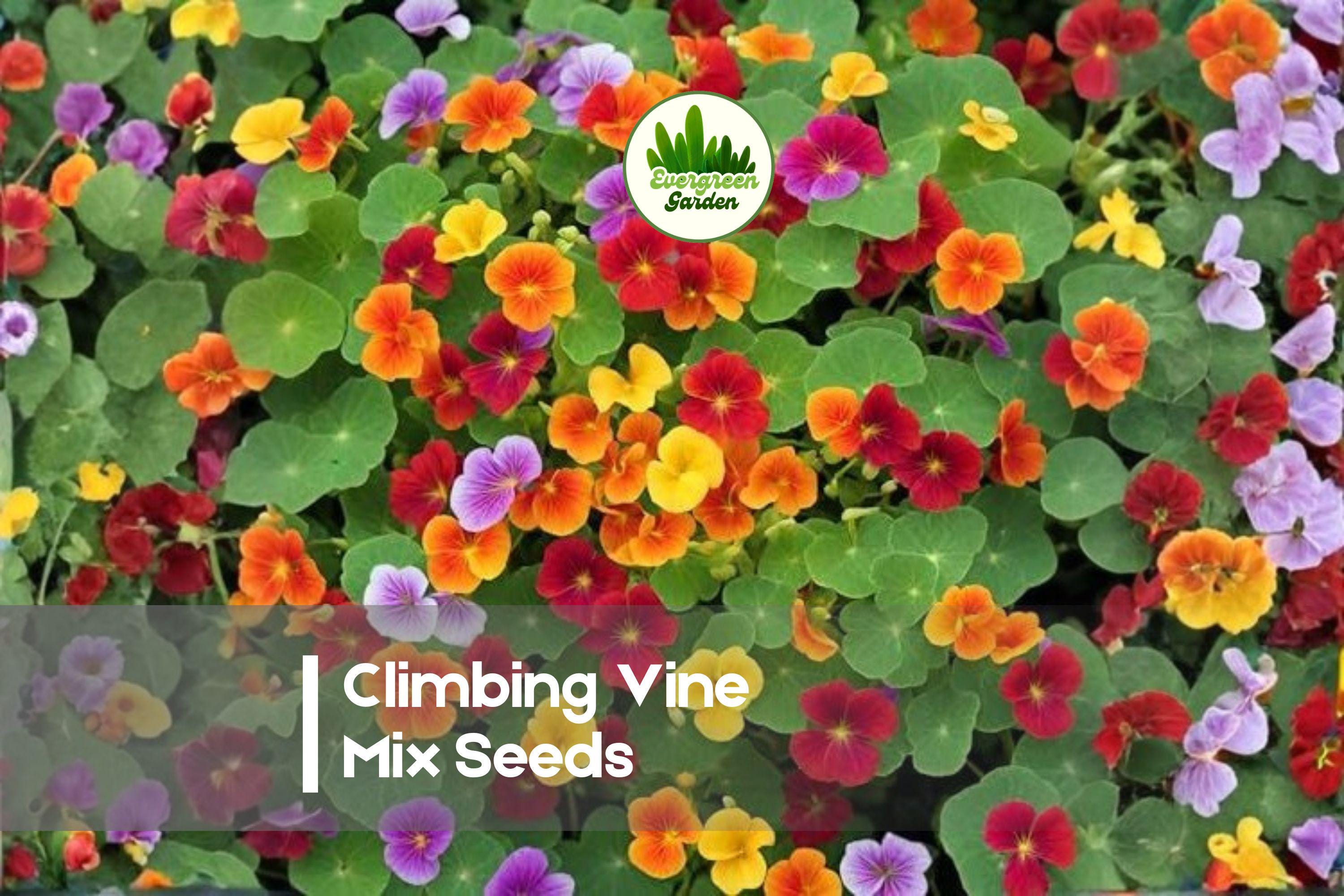 200 Climbing Vine Seeds Mix - Morning Glory, Nasturtium, Sweet Pea, Black Eyed Susan - Fast-Growing Annual Flowering Vines for Vertical Gardens