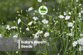 Baby's Breath Seeds 5,000 Gypsophila elegans Annual Flower for Bouquets, Borders, Cottage Gardens
