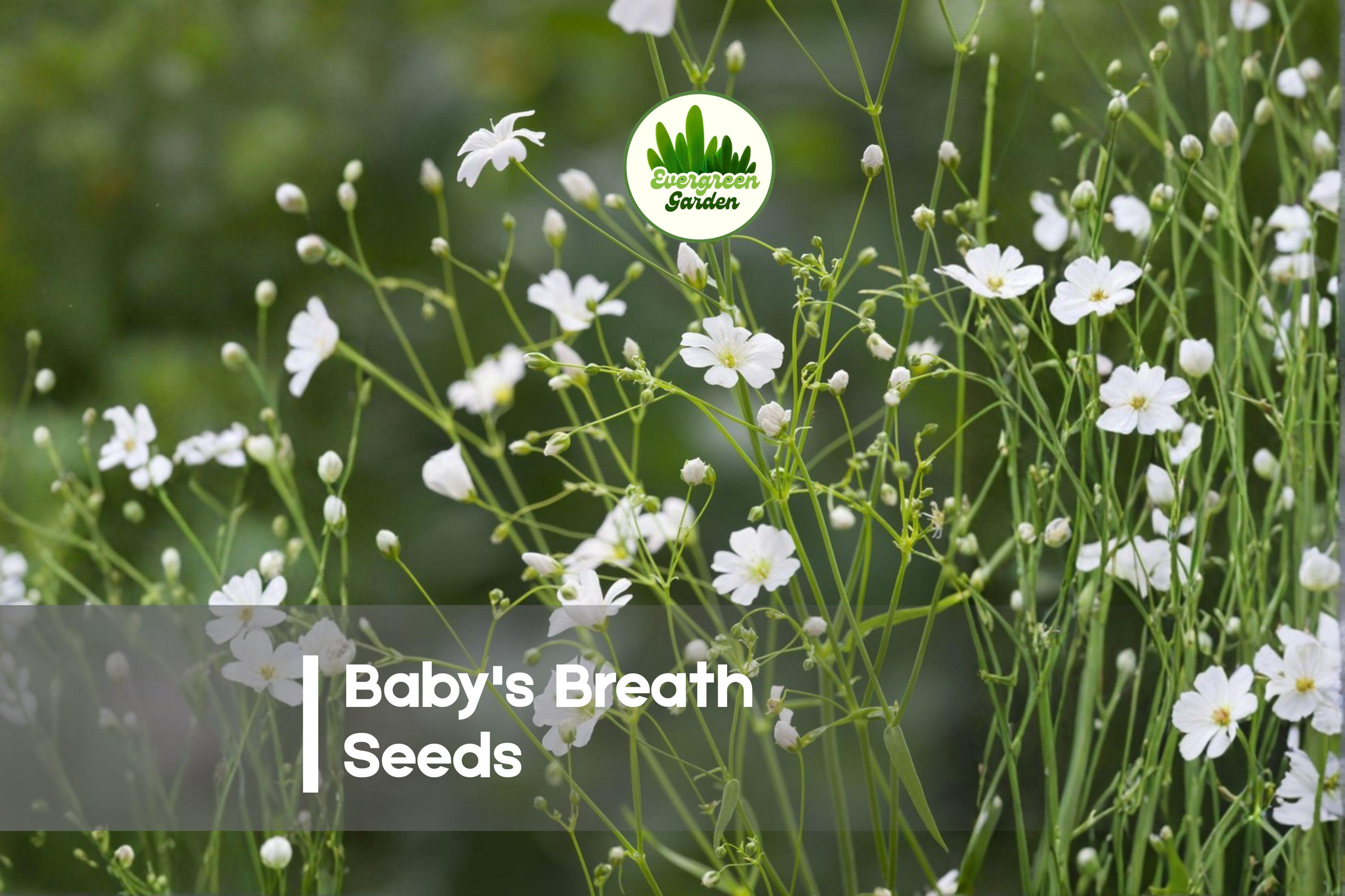 Baby's Breath Seeds 5,000 Gypsophila elegans Annual Flower for Bouquets, Borders, Cottage Gardens
