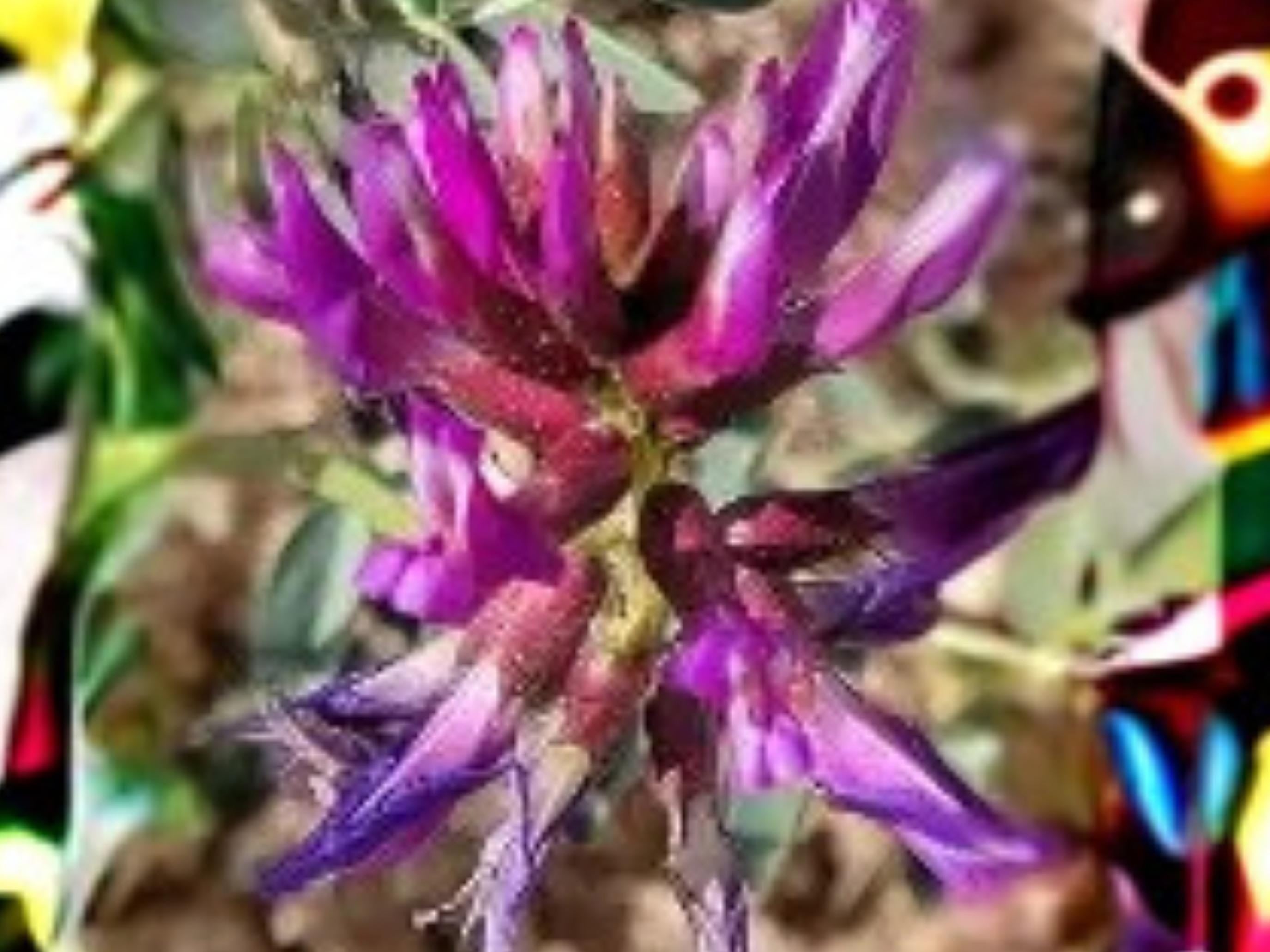 Astragalus bisulcatus Twogroove Milkvetch Seeds Native Prairie Legume Pollinator Plant 15 Seeds