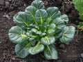 Tatsoi Seeds - Asian Leafy Greens, Pak Choi, Compact Green Vegetable, 500 Seeds, Cool-Season Asian Green
