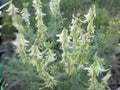 Astragalus drummondii Woolly Milkvetch Seed Pack – Native Prairie Legume for Pollinator Gardens