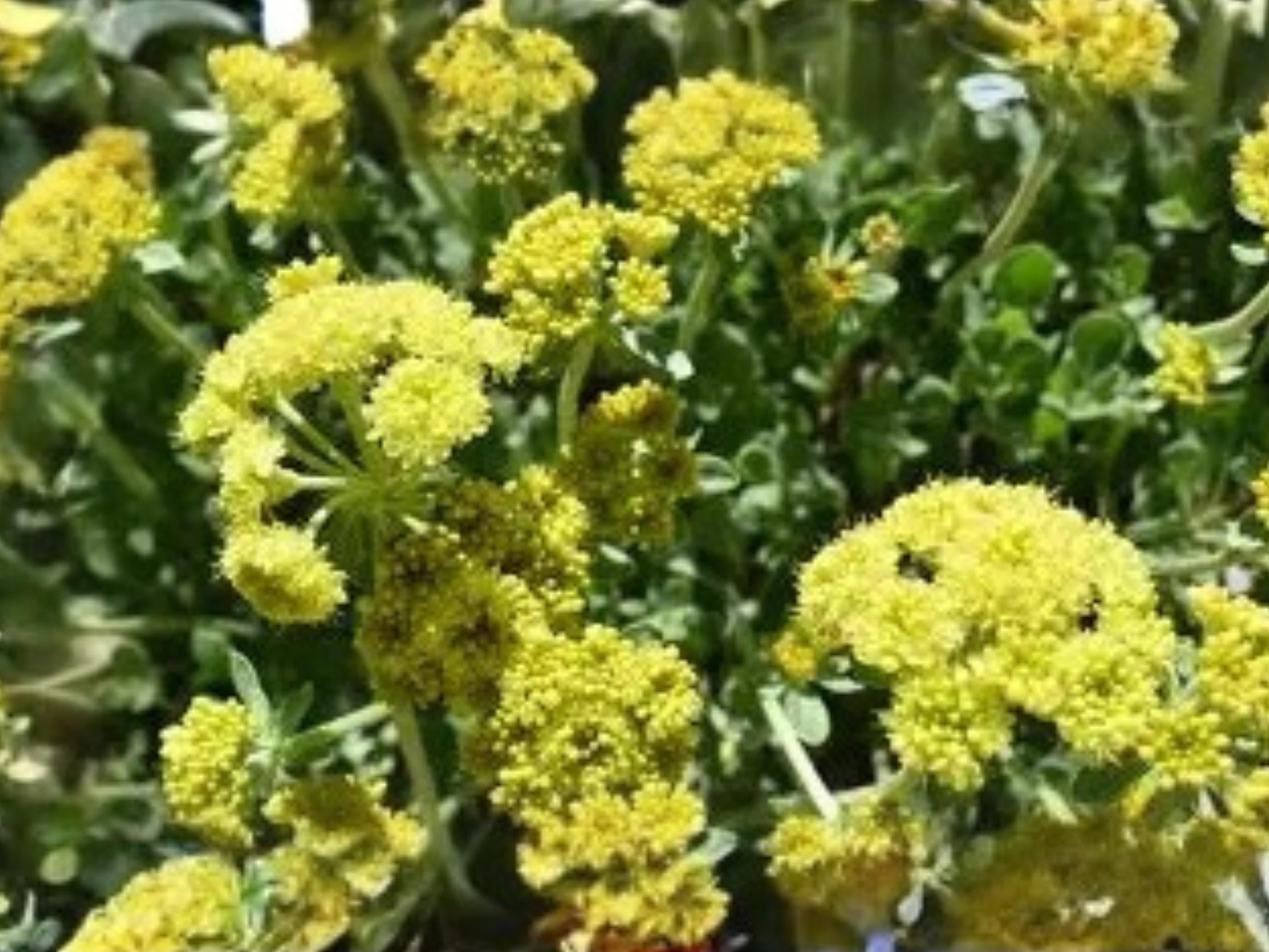Eriogonum umbellatum Sulfurflower Native Pollinator Drought Tolerant Perennial Seeds, 100 Pack