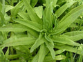 Celtuce Seeds - Asparagus Lettuce, New Yu Mai, Stem Lettuce, Chinese Vegetable, Cool-Season Crop, Edible Stems & Leaves, 200 Seeds