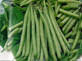 Petite Filet French Bean Seeds – Heirloom Green Bush Beans, Gourmet-Quality, 50 Seeds, Phaseolus vulgaris