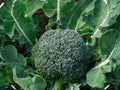 Di Cicco Broccoli Seeds – Heirloom Italian Sprouting Variety Brassica oleracea – Multiple Harvests, Tender Stalks, Early Maturity