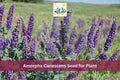 50 Lead Plant Seeds Amorpha canescens Native Prairie Shrub Purple Flowering Perennial Drought Tolerant