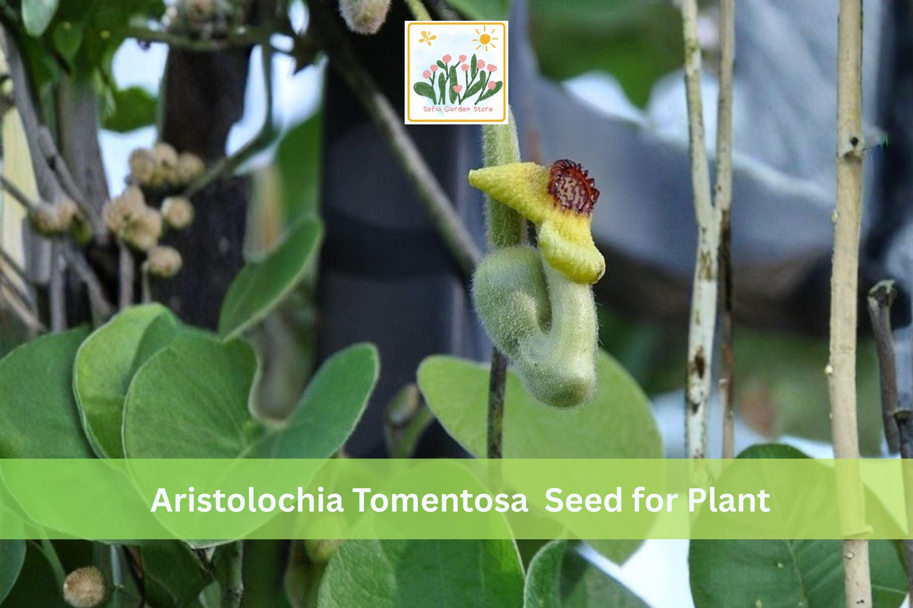 Dutchman’s Pipevine Seeds | Native Climbing Vine | Aristolochia tomentosa | Perennial Garden Plant