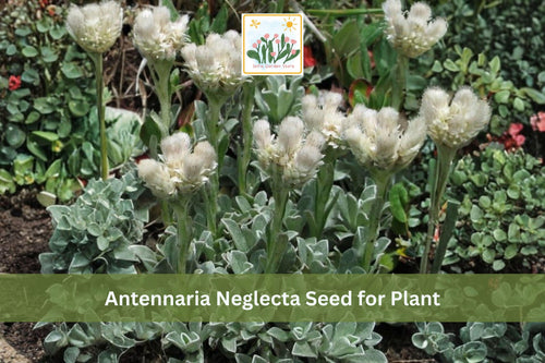 100 Prairie Pussytoes Seeds | Antennaria neglecta | Native Drought-Tolerant Perennial Groundcover for Prairie & Rock Gardens