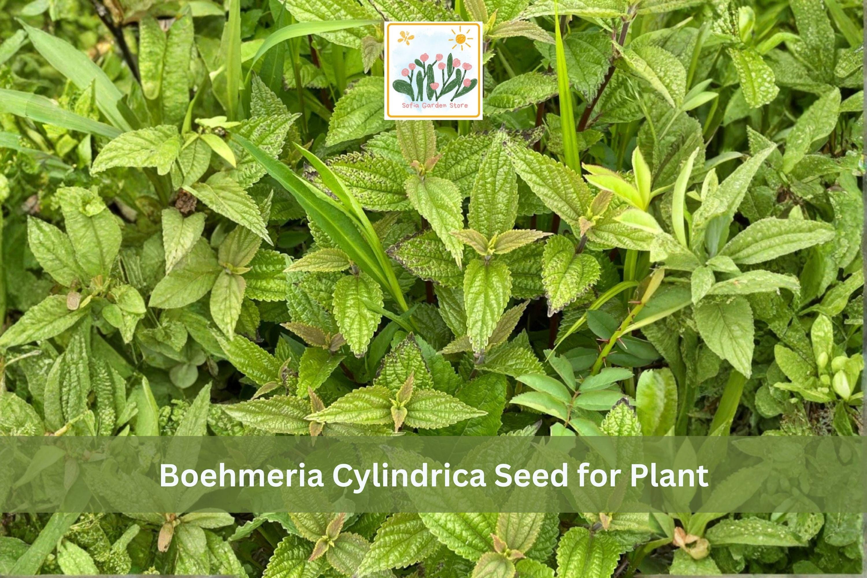 Smallspike False Nettle Seeds | Native Perennial Plant for Woodland & Wet Gardens | Boehmeria cylindrica