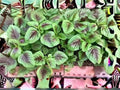 Red Beauty Tricolor Amaranth Seeds | Edible Leaf Vegetable with Vibrant Red, Green & Yellow Foliage | Fast-Growing Annual Plant