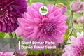 Giant Dinner Plate Dahlia Seeds - 100 Exotic Mixed Color Flower Seeds for Large, Show-Stopping Blooms, Garden & Cut Flowers, Dahlia hybrid