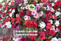 500 Bubble Gum Mix Periwinkle Seeds - Catharanthus roseus, Pastel & Bright Blooms, Heat Tolerant, Easy to Grow, Garden & Container Plant