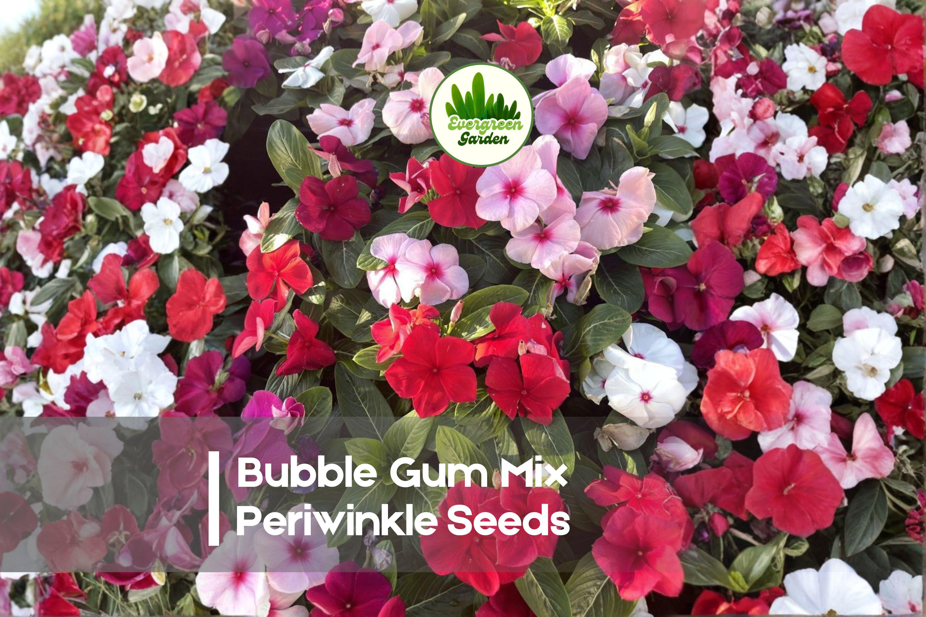 500 Bubble Gum Mix Periwinkle Seeds - Catharanthus roseus, Pastel & Bright Blooms, Heat Tolerant, Easy to Grow, Garden & Container Plant