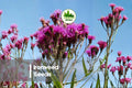 200 Ironweed Seeds - Native Perennial Wildflower with Deep Purple Blooms - Vernonia gigantea for Gardens & Pollinator Gardens