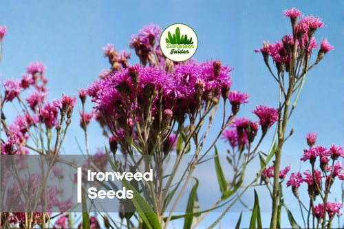 200 Ironweed Seeds - Native Perennial Wildflower with Deep Purple Blooms - Vernonia gigantea for Gardens & Pollinator Gardens