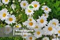 1000 White Shasta Daisy Seeds, Leucanthemum × superbum, Perennial Flower for Gardens, Borders & Cut Flowers