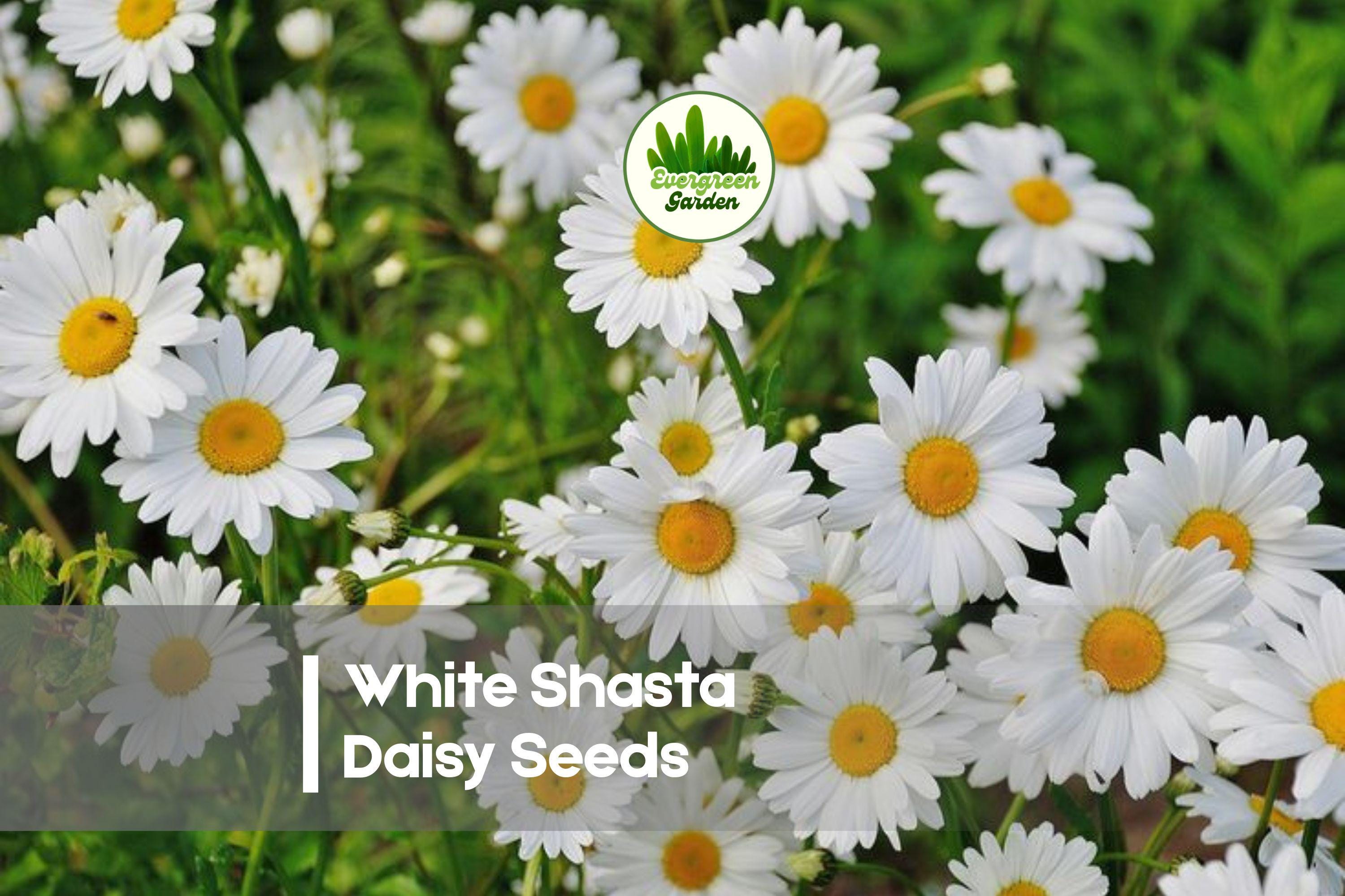 1000 White Shasta Daisy Seeds, Leucanthemum × superbum, Perennial Flower for Gardens, Borders & Cut Flowers