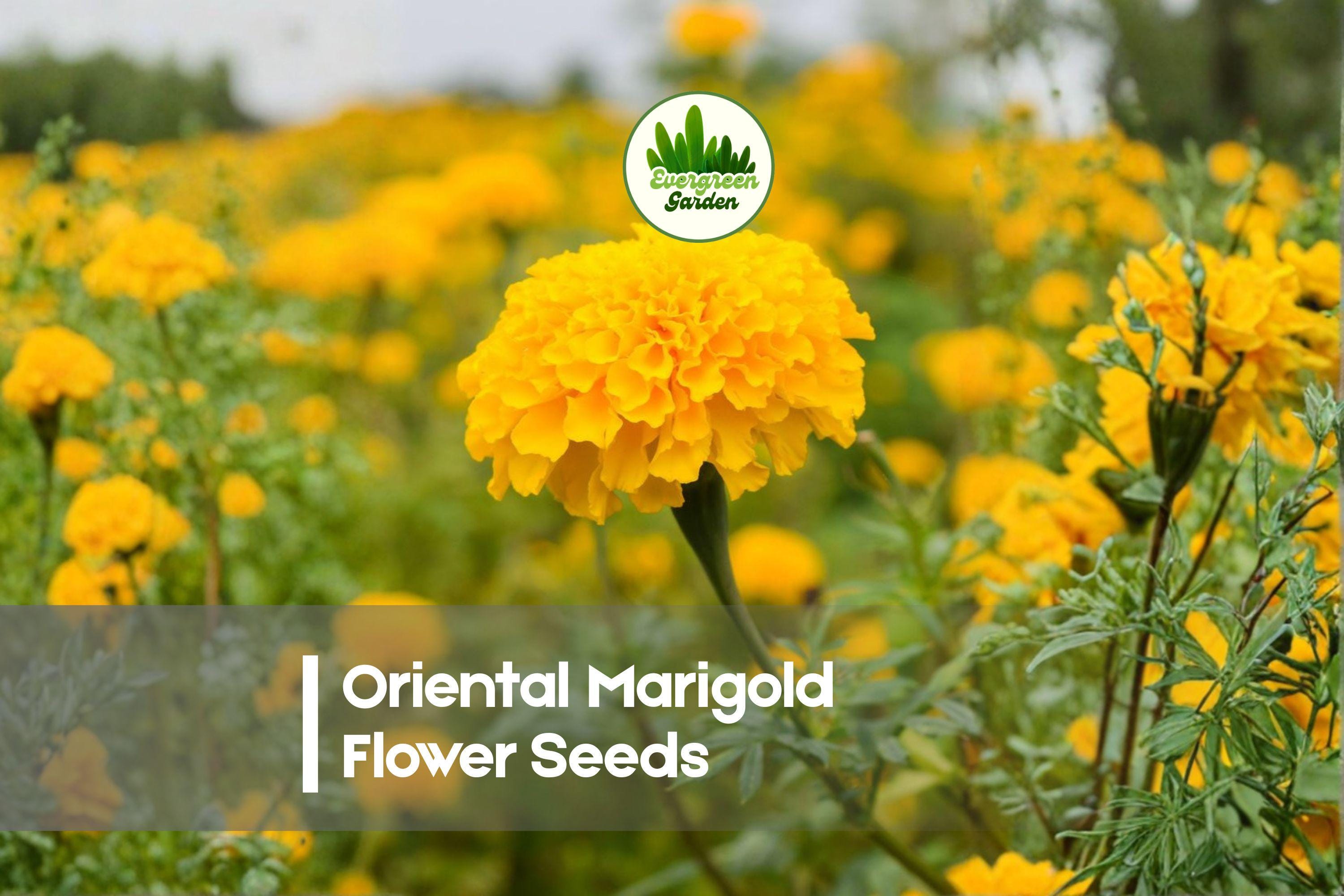 50 Oriental Marigold Flower Seeds - Bright, Vibrant Tagetes Species for Gardens, Borders & Containers, Easy to Grow Annual