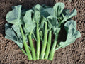 Wan Shen Kailan Gai Lan Seeds – Chinese Broccoli, Asian Green, Home Garden, 300 Seeds