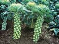 Catskill Brussels Sprouts Seeds – Heirloom, Cold Hardy, High Yield, Compact Brassica, Non-GMO, 500 Seeds