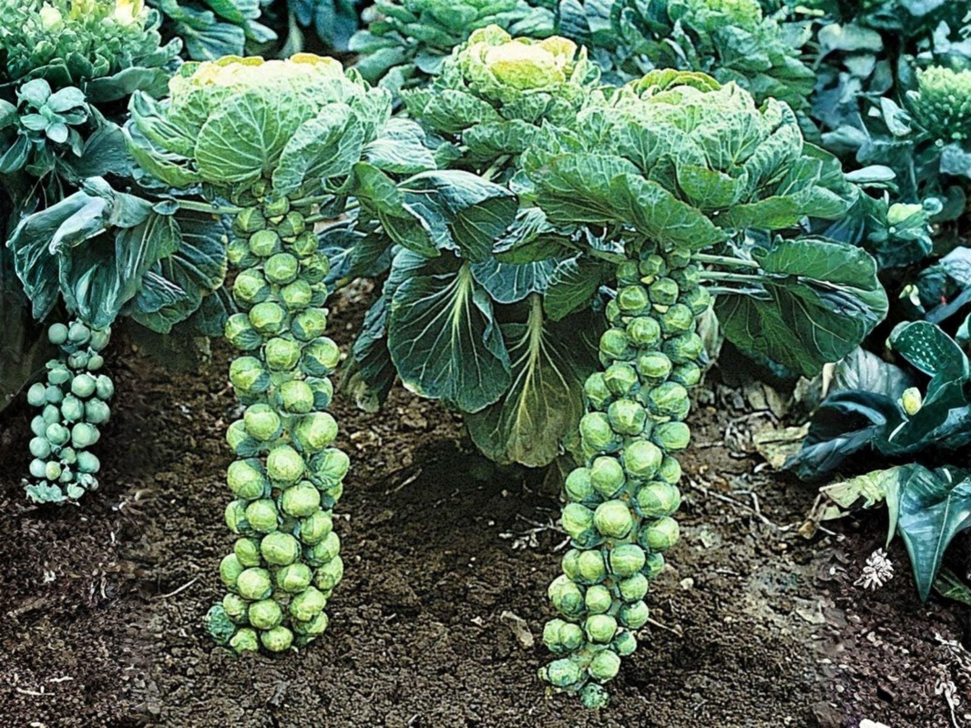 Catskill Brussels Sprouts Seeds – Heirloom, Cold Hardy, High Yield, Compact Brassica, Non-GMO, 500 Seeds