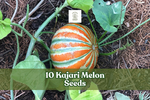 10 Kajari Melon Seeds – Exotic Heirloom Fruit Seeds with Striped Skin – Cucumis melo