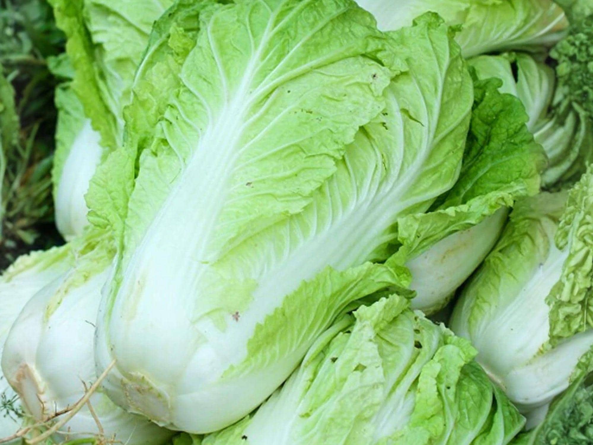 Chinese Heading Cabbage Michihli Seeds, Napa-Type Vegetable for Asian Cuisine, Cool-Season Garden Plant