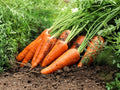 Chantenay Red Cored Carrot Seeds – Heirloom Short Orange Root Vegetable for Cooking, Juicing & Storage