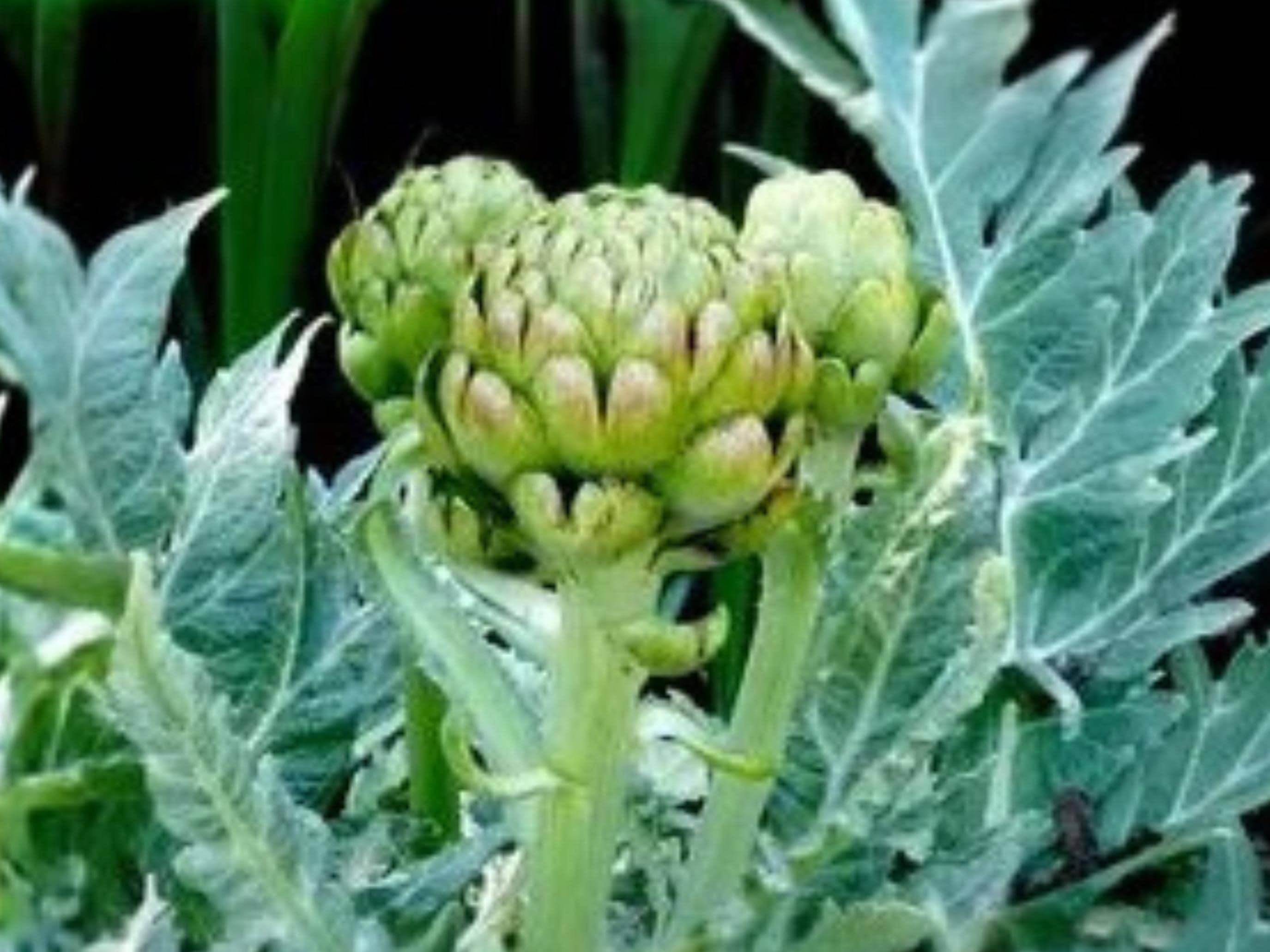 Green Globe Artichoke Seeds – Heirloom Perennial Vegetable, Gourmet Edible Buds, Ornamental Foliage, Scientific Name: Cynara scolymus