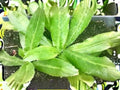 Culantro Herb Plant 100 Seeds | Ngo Gai, Recao | Eryngium foetidum | Heat Tolerant Culinary Herb