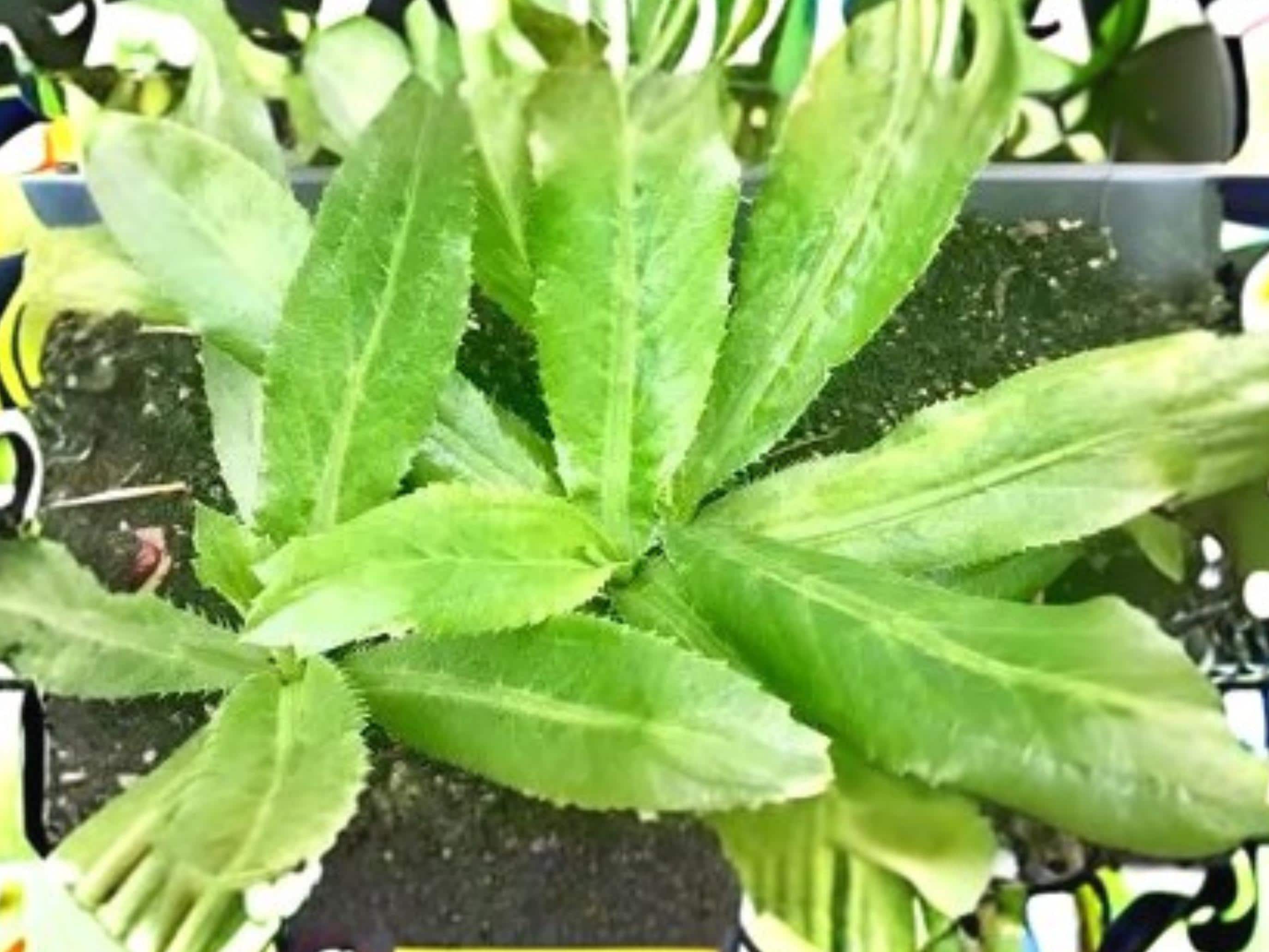 Culantro Herb Plant 100 Seeds | Ngo Gai, Recao | Eryngium foetidum | Heat Tolerant Culinary Herb