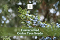 Eastern Red Cedar Tree Seeds - Juniperus virginiana - Hardy Evergreen for Landscaping, Windbreaks & Privacy Screening