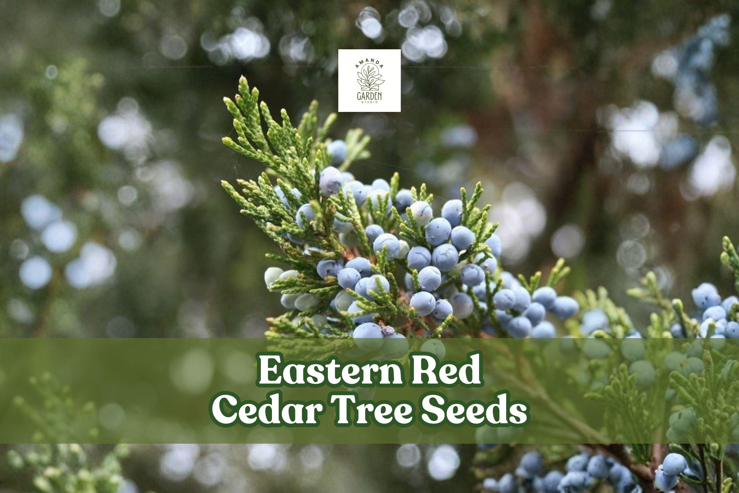 Eastern Red Cedar Tree Seeds - Juniperus virginiana - Hardy Evergreen for Landscaping, Windbreaks & Privacy Screening