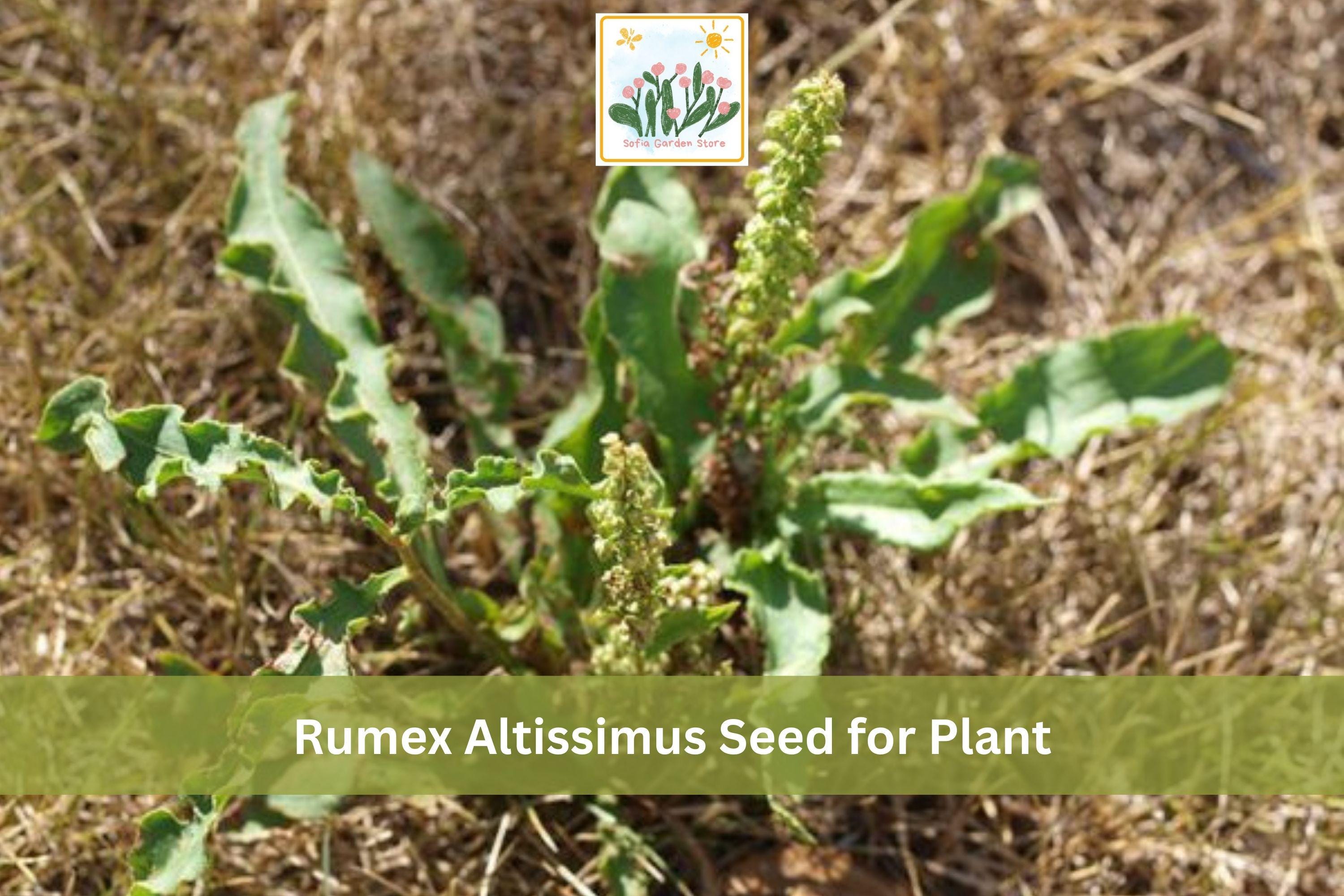 100 Pale Dock Seeds Rumex altissimus Native Perennial Prairie & Woodland Edge Plant