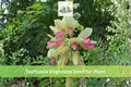 Goat’s Rue Seeds, Tephrosia virginiana, Native Prairie Wildflower, Drought Tolerant Perennial, Full Sun, Well-Drained Soil