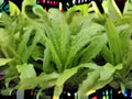 Asparagus Lettuce Seeds | Celtuce, New Yu Mai | Asian Vegetable for Stir-Fry & Pickling | 200 Seeds