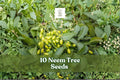 Neem Tree Seeds for Planting, Tropical Evergreen, Azadirachta indica, Shade & Landscape Tree, 10 Seeds