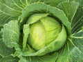 Golden Acre Cabbage Seeds – Heirloom, Early Maturing, Compact Green Heads, 500 Seeds for Home Garden, Raised Beds, Cool-Season Vegetables