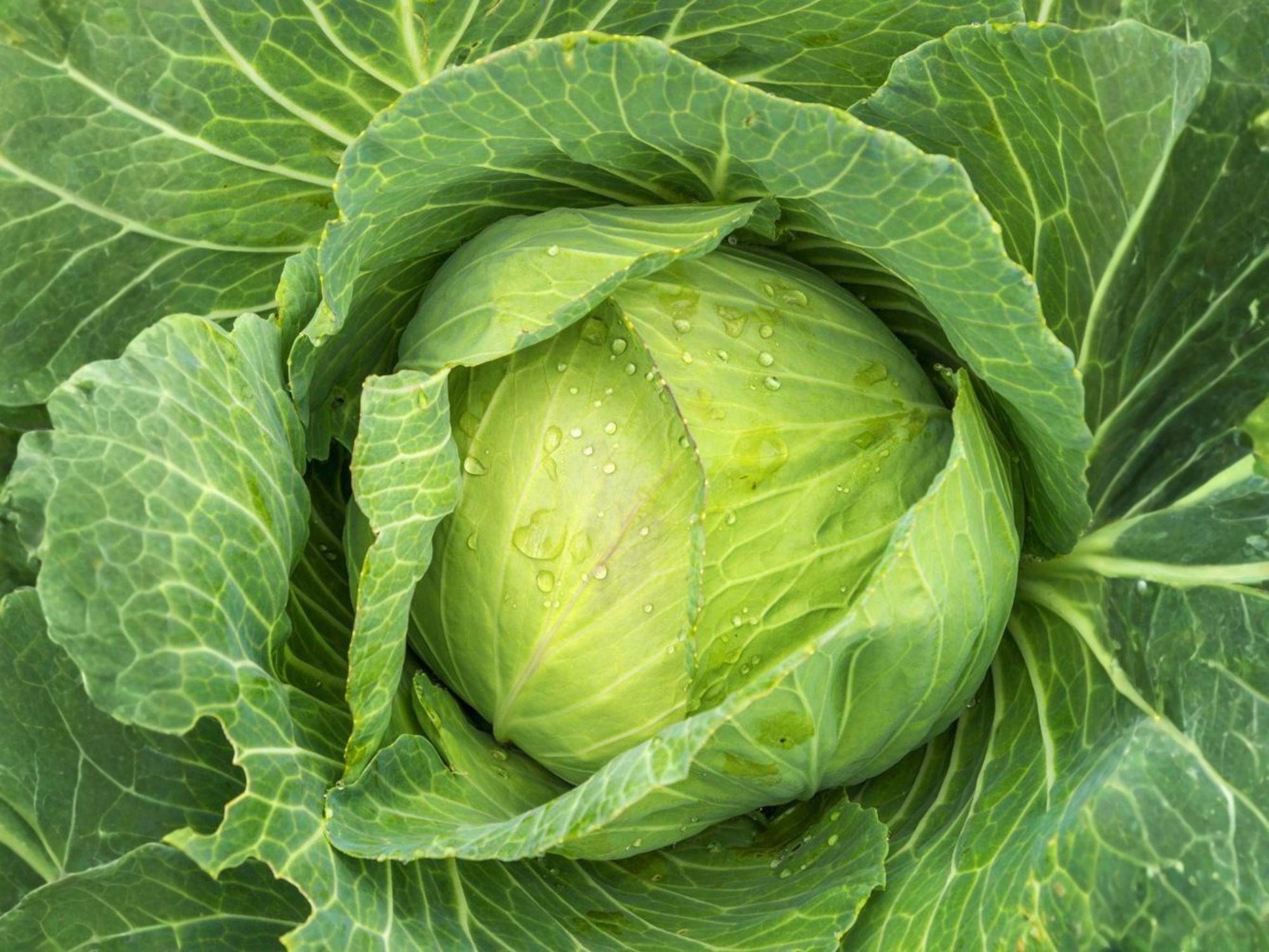 Golden Acre Cabbage Seeds – Heirloom, Early Maturing, Compact Green Heads, 500 Seeds for Home Garden, Raised Beds, Cool-Season Vegetables