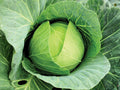 Copenhagen Market Cabbage Seeds – Heirloom Green Vegetable Seeds for Large, Cold Hardy Heads | 500 Seeds