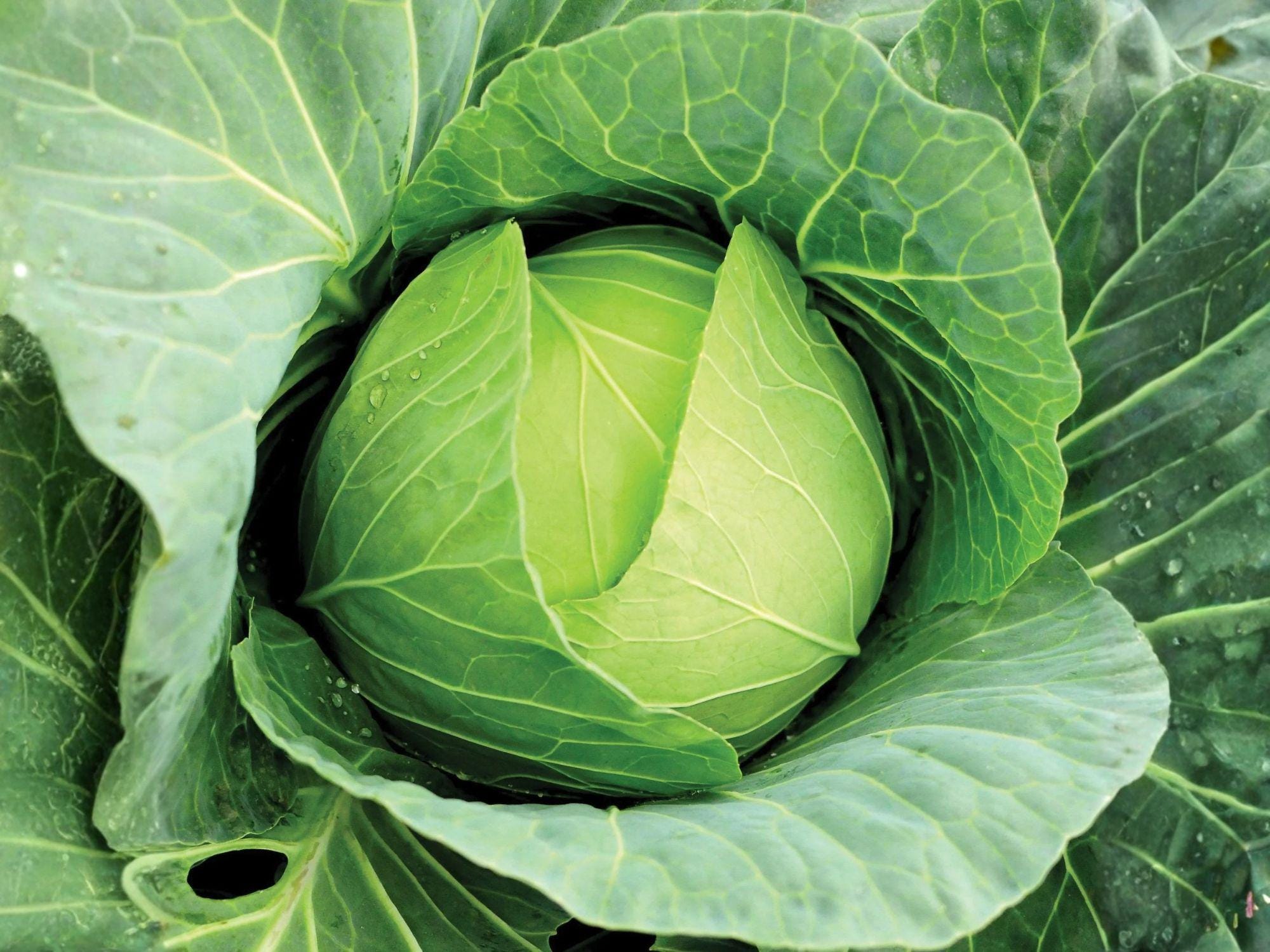 Copenhagen Market Cabbage Seeds – Heirloom Green Vegetable Seeds for Large, Cold Hardy Heads | 500 Seeds