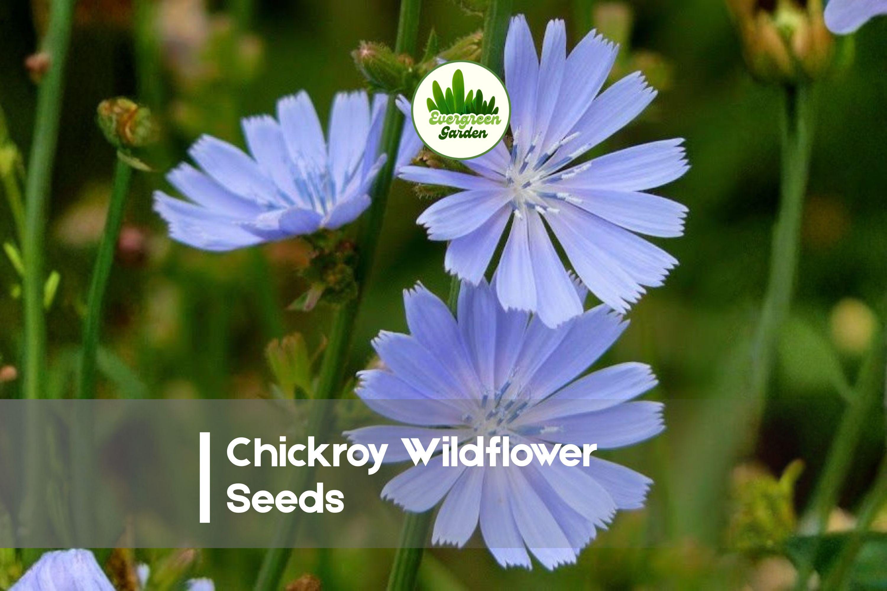1000 Chicory Wildflower Seeds - Blue Cichorium Intybus Perennial for Gardens, Meadows & Natural Areas