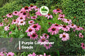 250 Purple Coneflower Seeds - Echinacea purpurea Perennial Wildflower for Pollinator Gardens and Landscapes
