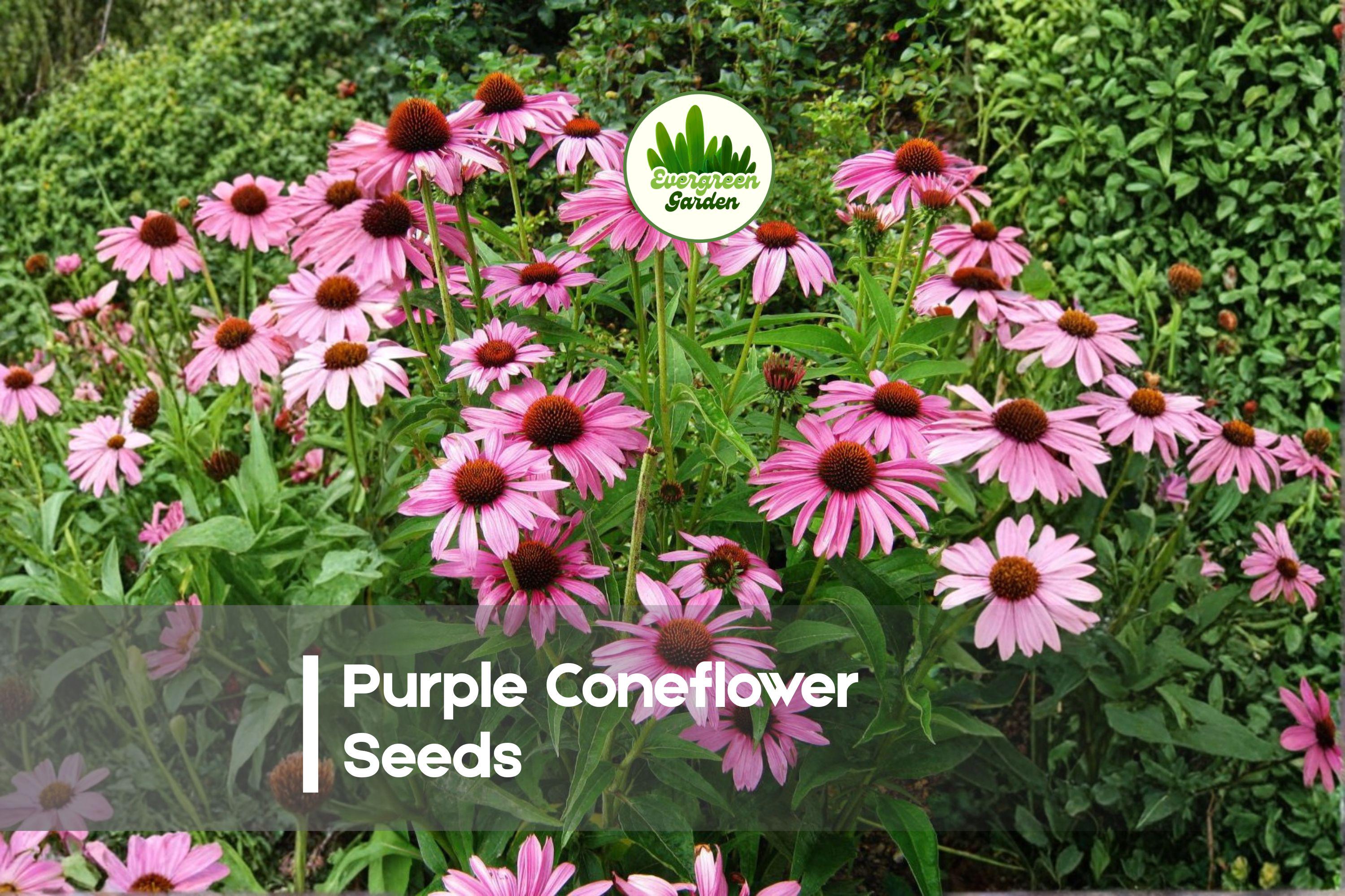 250 Purple Coneflower Seeds - Echinacea purpurea Perennial Wildflower for Pollinator Gardens and Landscapes