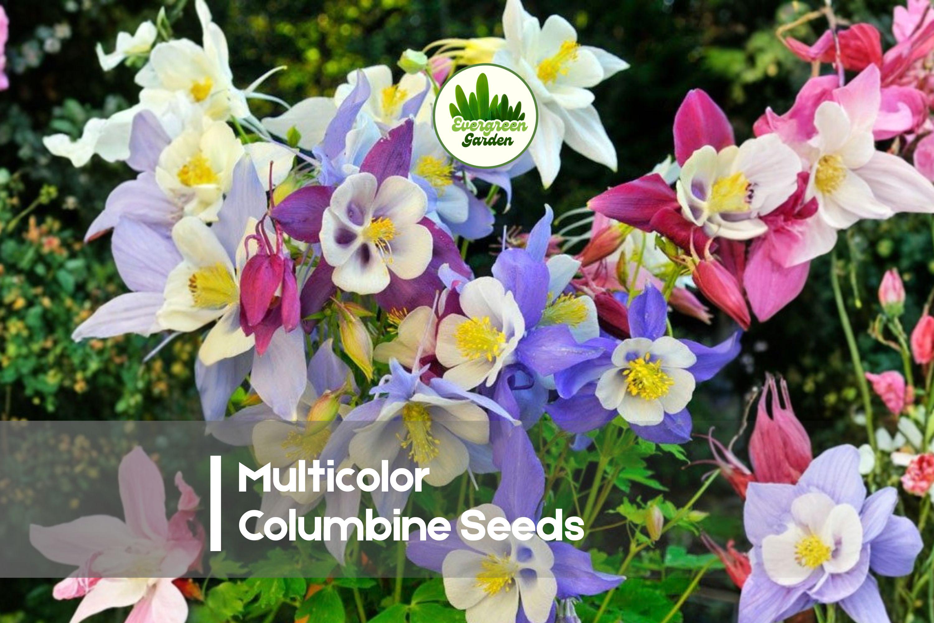 100 Multicolor Columbine Seeds - Aquilegia Perennial Flower for Gardens, Borders & Pollinator Attracting, Vibrant Mixed Colors