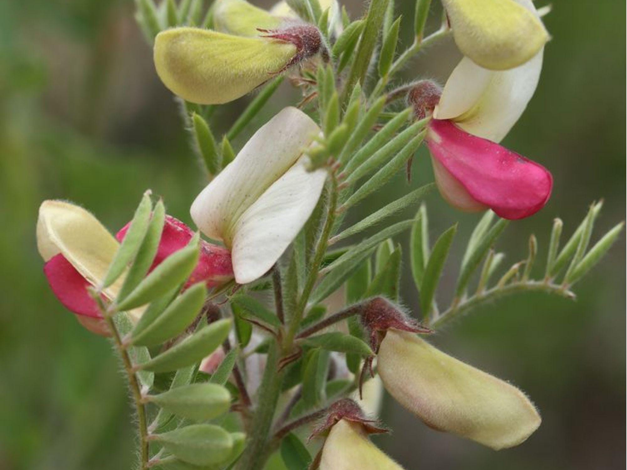 Goat’s Rue Seeds – 10 Native Wildflower Seeds for Dry Soils, Pollinator & Nitrogen-Fixing Plant – Tephrosia virginiana