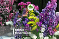 100 Statice Flower Seeds - Mixed Colors, Limonium sinuatum, Dried & Fresh Cut Flowers, Easy to Grow Annual