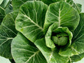 Champion Collards Seeds – 500 Heirloom Green Leaf Vegetable Seeds, Cold & Frost Tolerant, Compact Vates Collard for Home Gardens