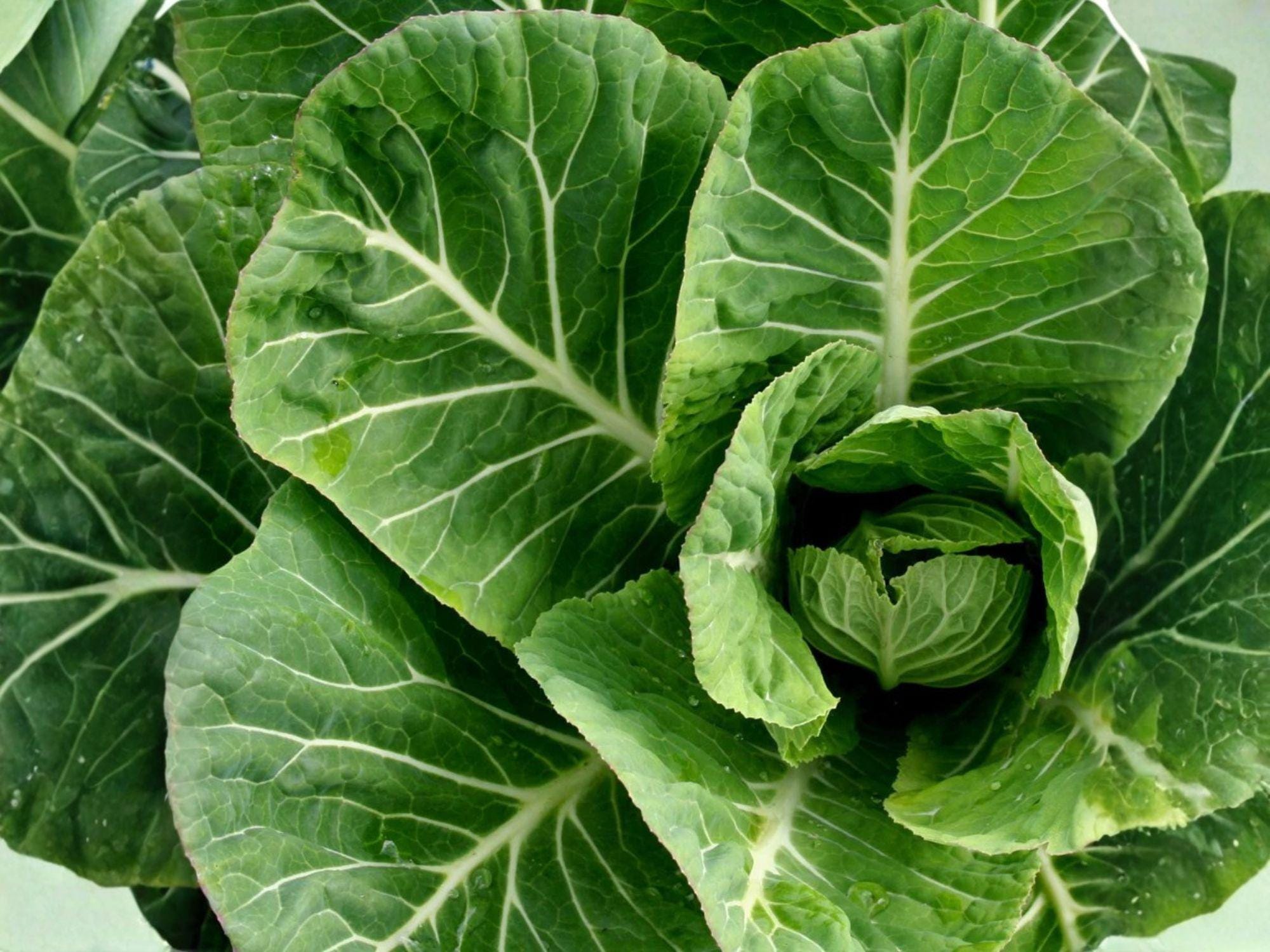 Champion Collards Seeds – 500 Heirloom Green Leaf Vegetable Seeds, Cold & Frost Tolerant, Compact Vates Collard for Home Gardens